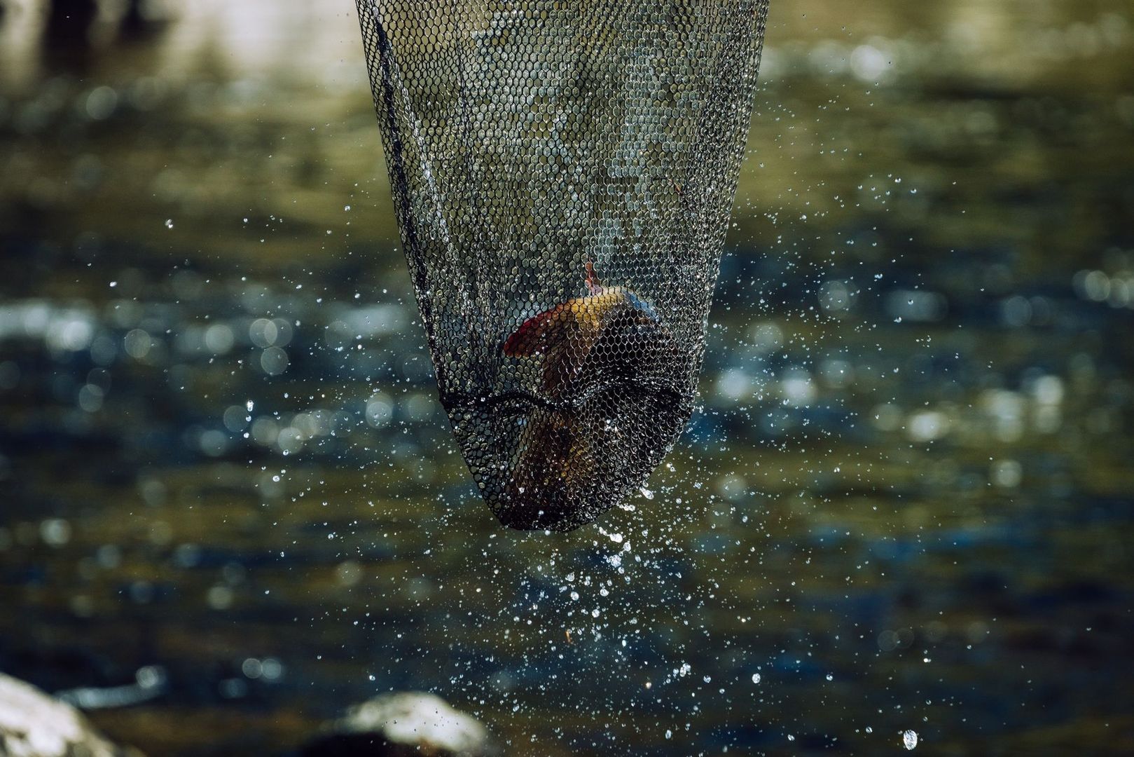 Fish being lifted from a river in a wet mesh landing net